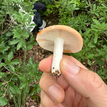蘑菇分析群🍄 群聊头像