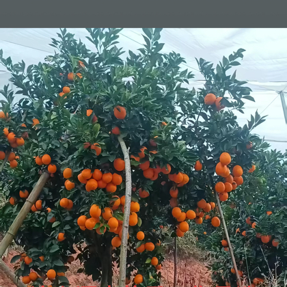果农之家技术交流群 群聊头像