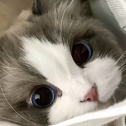 无敌喵喵喵喵喵喵喵🐾 群聊头像