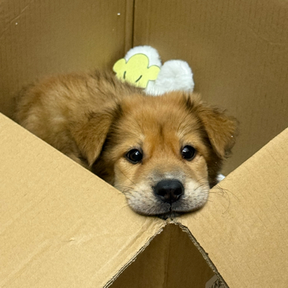 救助犬瘟➕细小狗狗 群聊头像