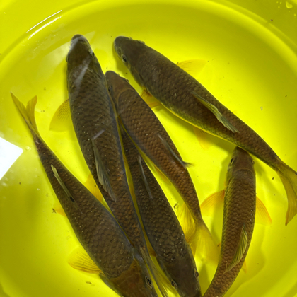 溪流钓3群 群聊头像