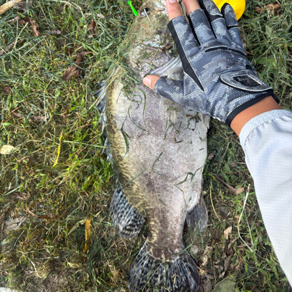 阿亮路亚🎣（交流群） 群聊头像