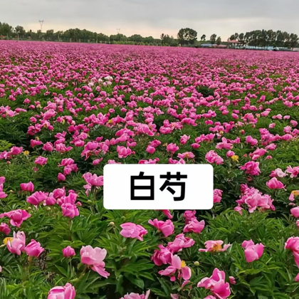 中药材种植技术与管理 群聊头像