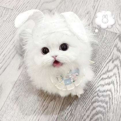 猫窝 群聊头像