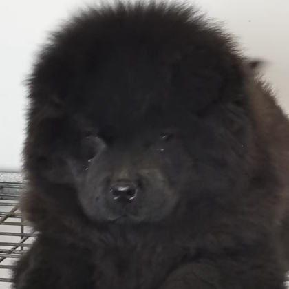 田园犬交流 群聊头像