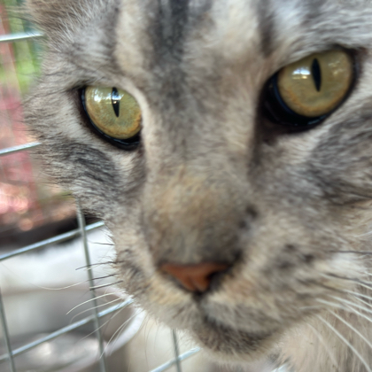 猫咪领养群 群聊头像