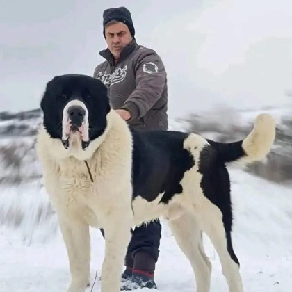 官师傅猛犬俱乐部2⃣️群 群聊头像
