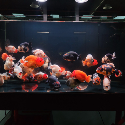 水族爱好者交流群1 群聊头像