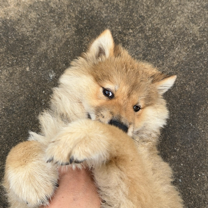 田园犬鉴赏 群聊头像