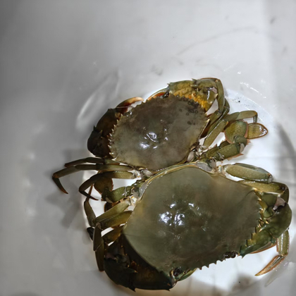 日常赶海分享群2 群聊头像
