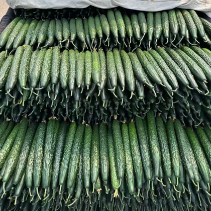 黄瓜种植管理2群 群聊头像