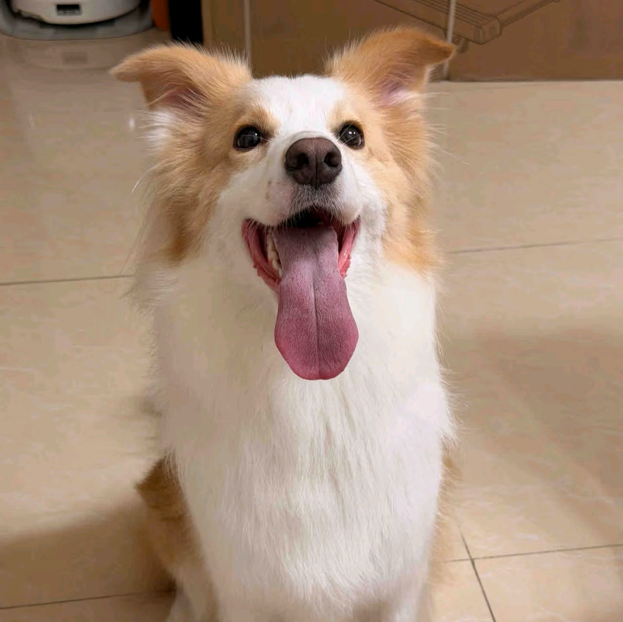 青州毛孩子群 群聊头像