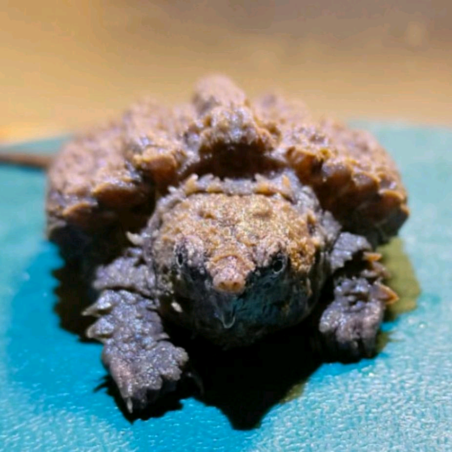 三秋叶🐢🐢🐢的粉丝群 群聊头像