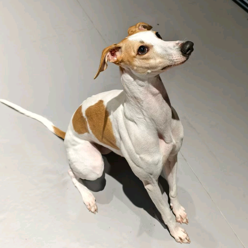 狗子的朋友圈🐶 群聊头像
