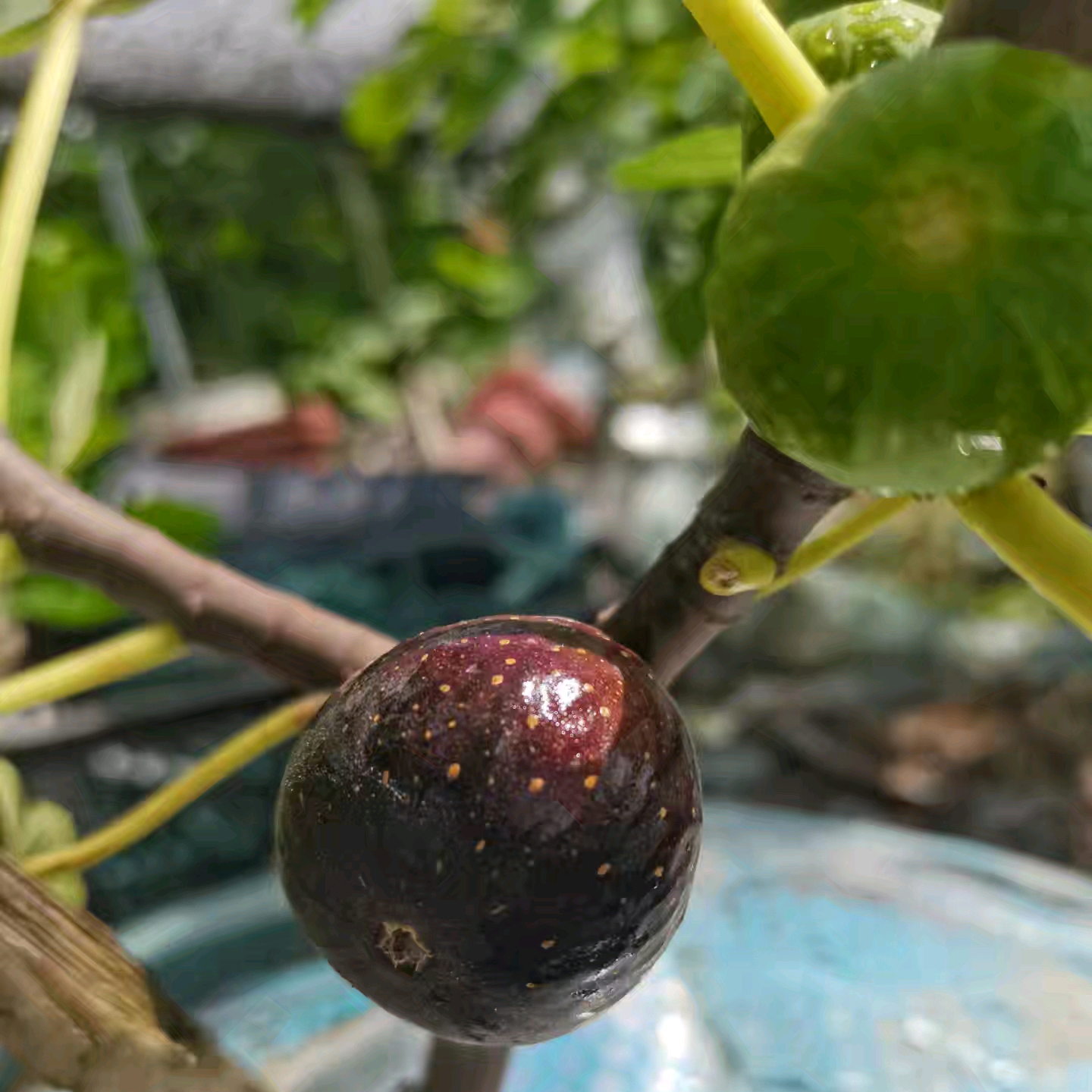 果树种植技术交流群 群聊头像