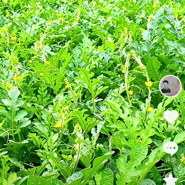 抖音玩法达人新手群2 群聊头像