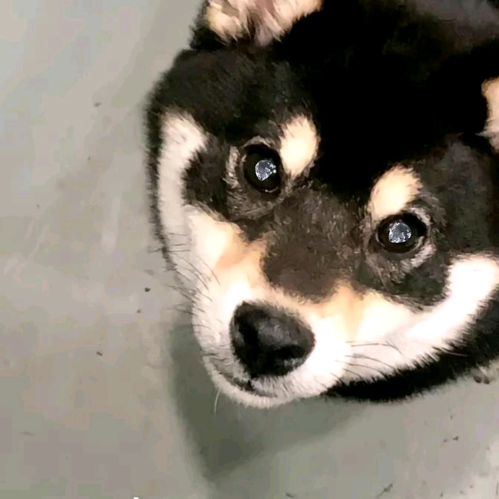 i狗之家8️⃣ 群聊头像