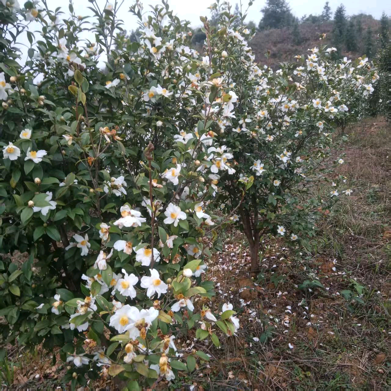 油茶种植交流群 群聊头像