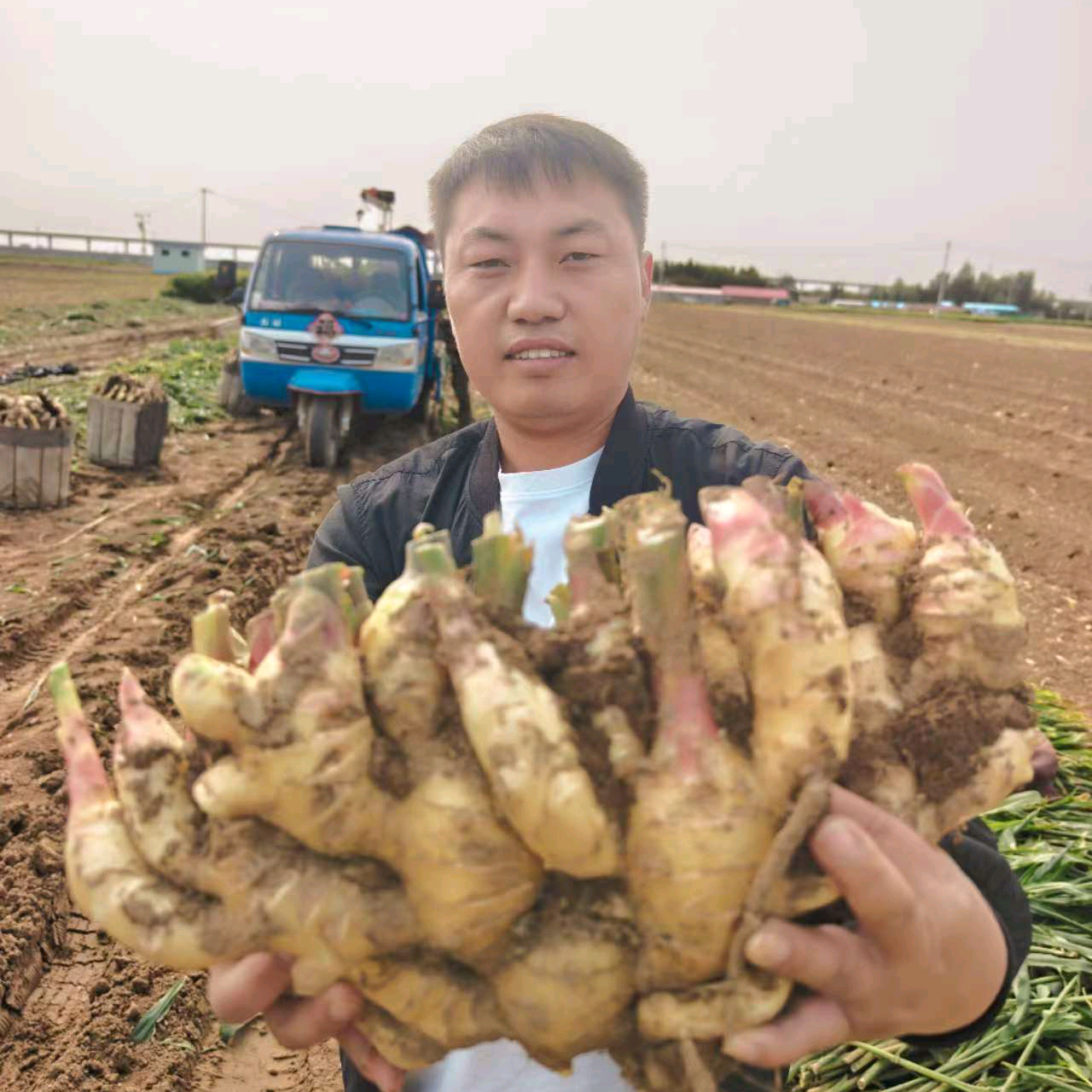 大姜种植技术交流群 群聊头像