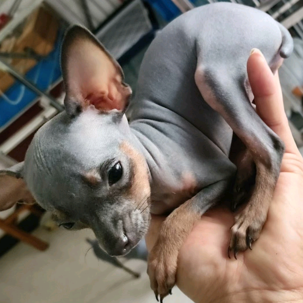 云舍·小鹿犬 群聊头像