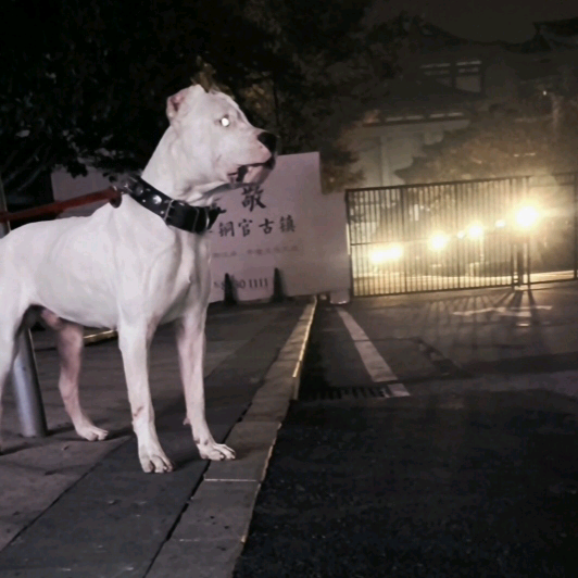 猛犬交流 群聊头像