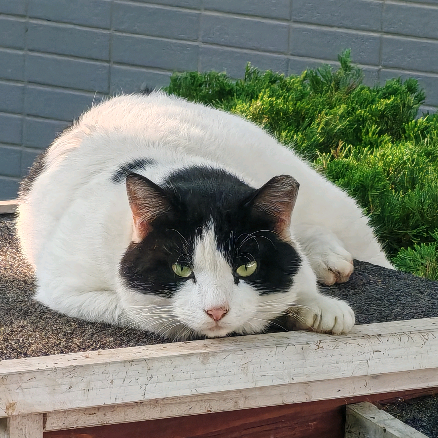 大财猫咪日记 群聊头像