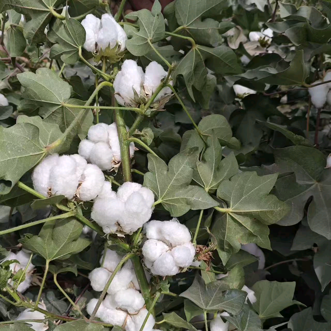 新疆棉花种植交流群 群聊头像