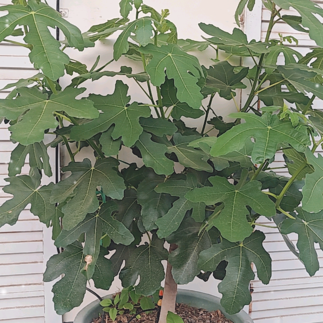 无花果爱好者园艺交流群 群聊头像