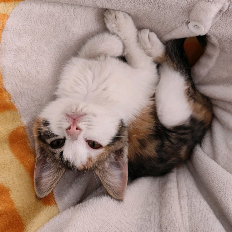 💰招财进饼🐱🐱 群聊头像