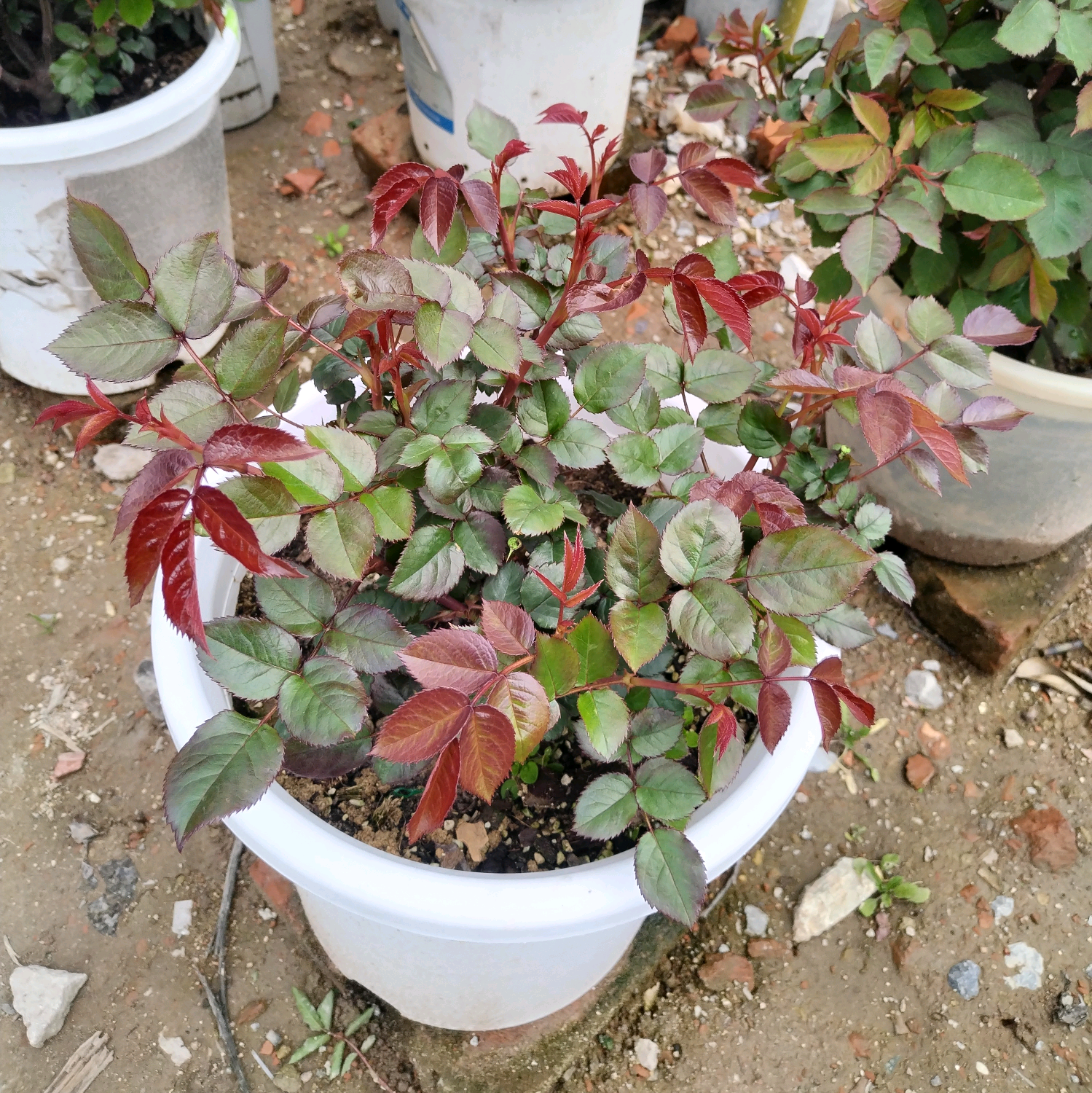 花友5群 群聊头像