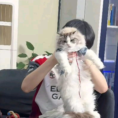 什么张钊？ 群聊头像