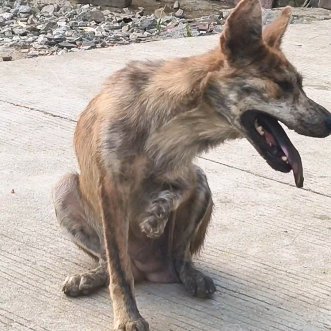 虎妞犬瘟后遗症 群聊头像