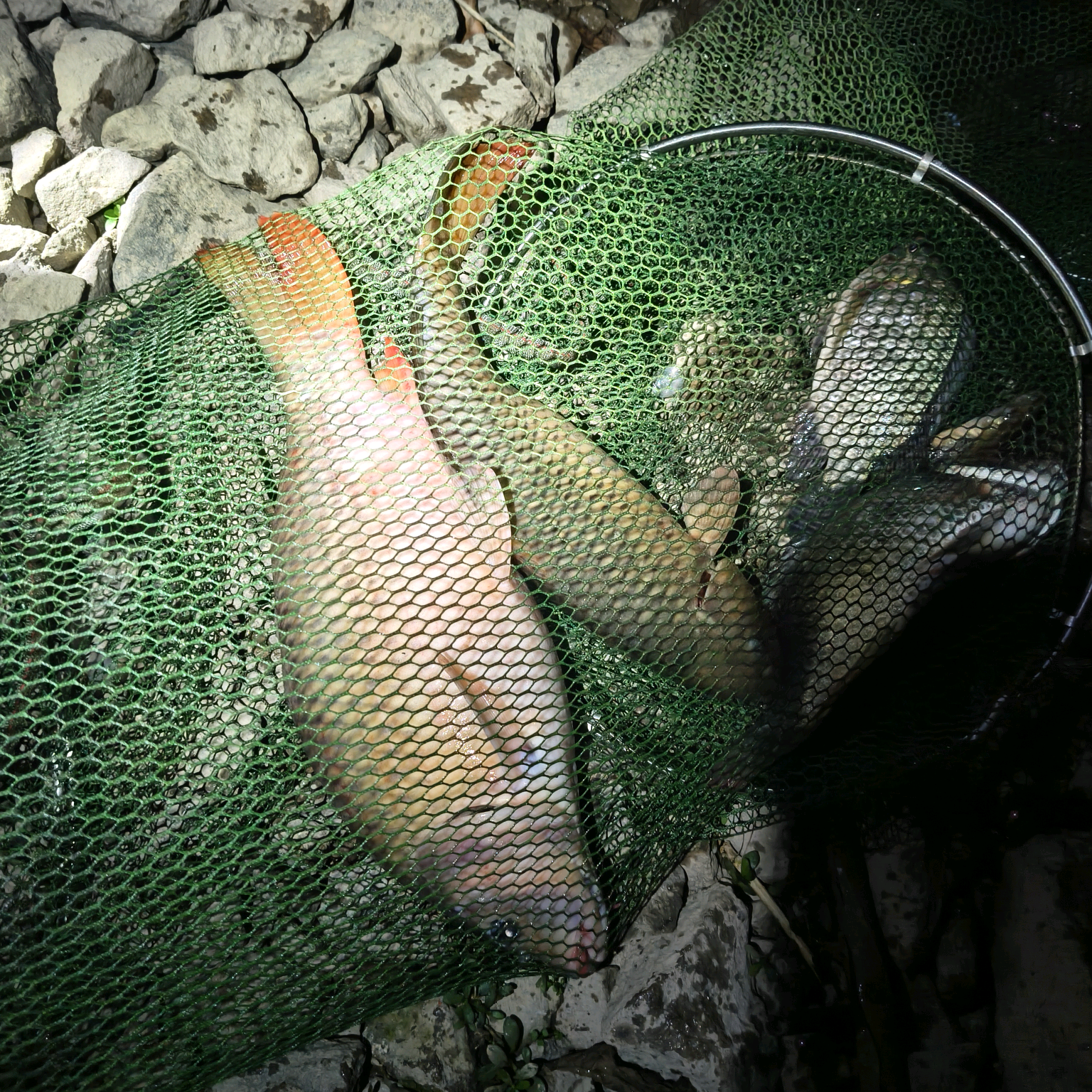 野钓开荒者 群聊头像