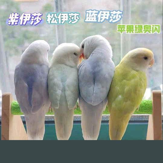 小相的鸟友之家 群聊头像