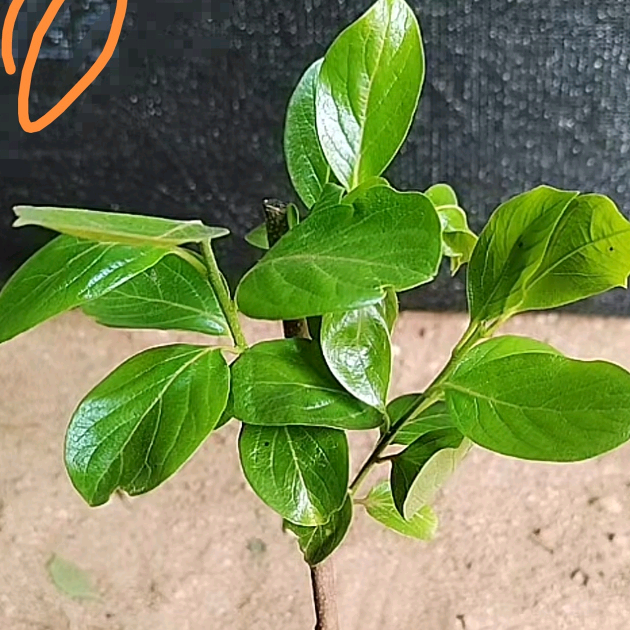 各种水果枝条苗交流交换群 群聊头像