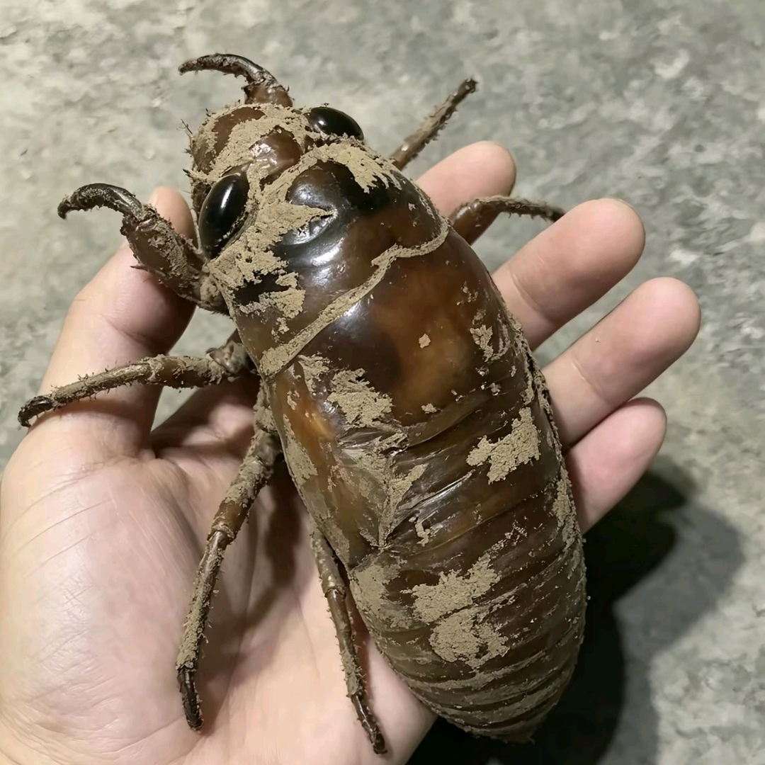 淄博逮鱼摸虾摸知了猴 群聊头像