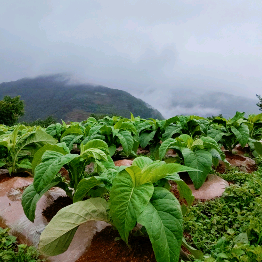 烤烟烟草技术管理群 群聊头像