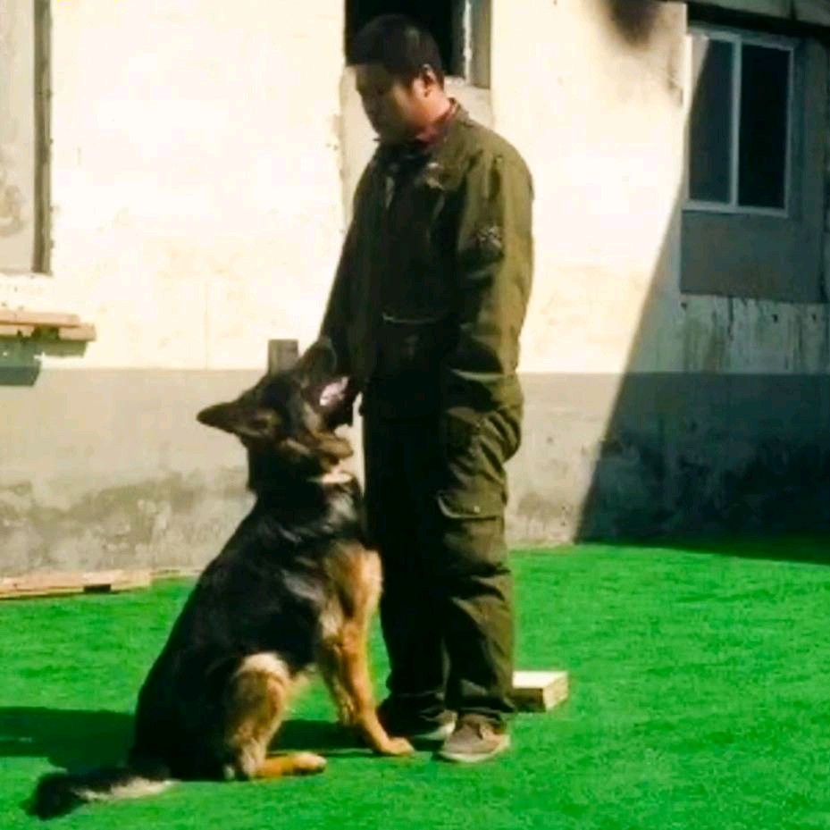 爱犬俱乐部（训犬师佛爷） 群聊头像
