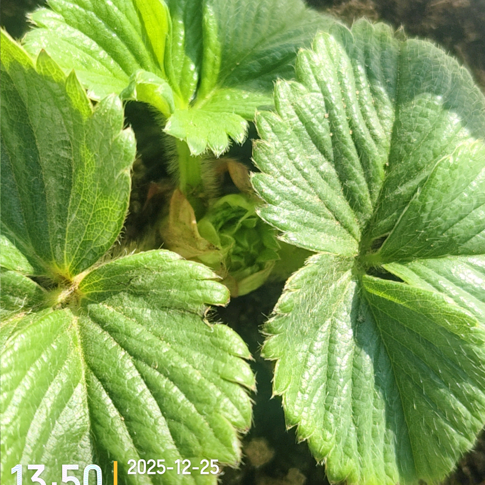 阳台种植 群聊头像