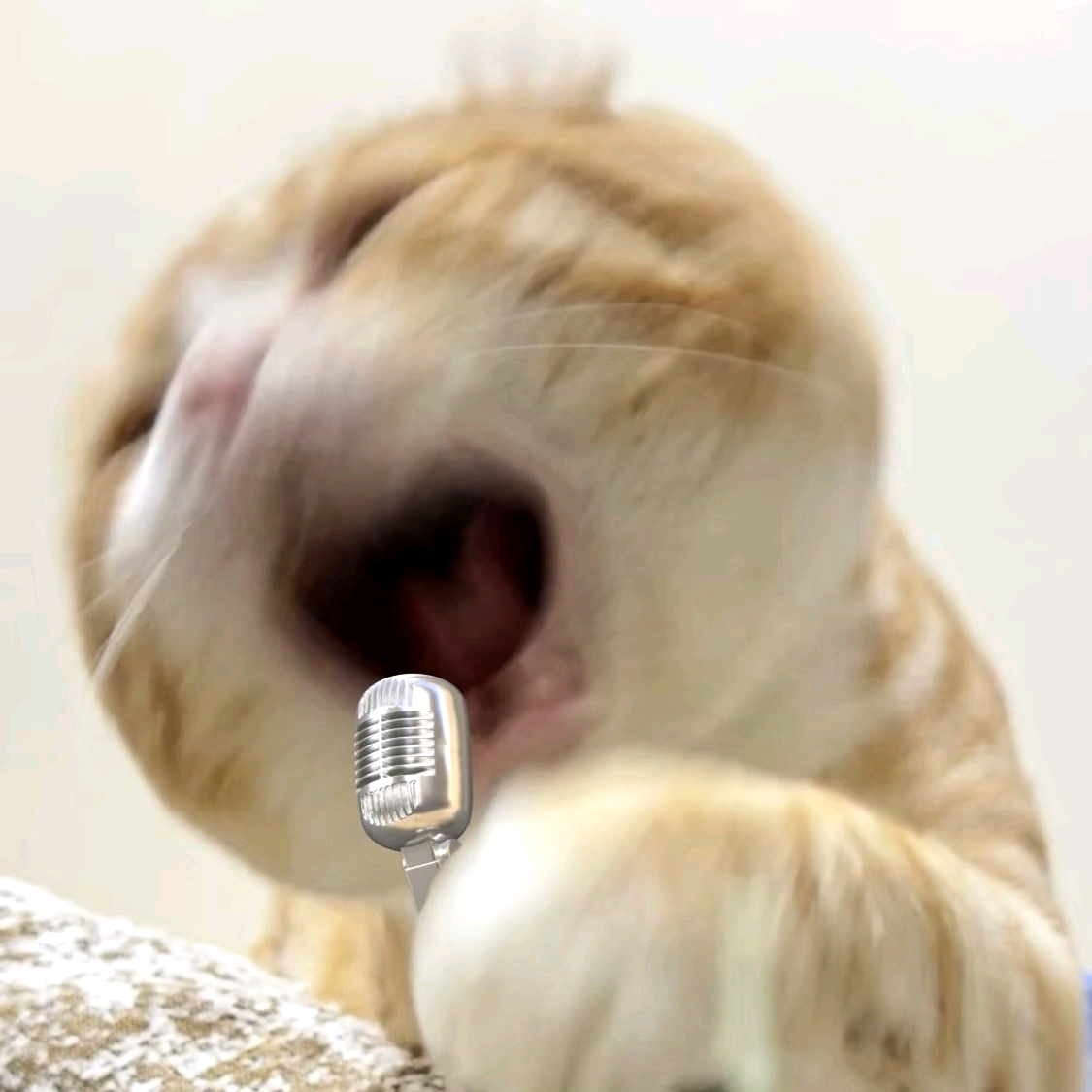 库库唱🎤就完了 群聊头像