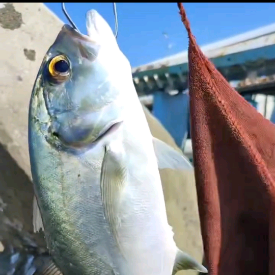海花岛攻略群 群聊头像