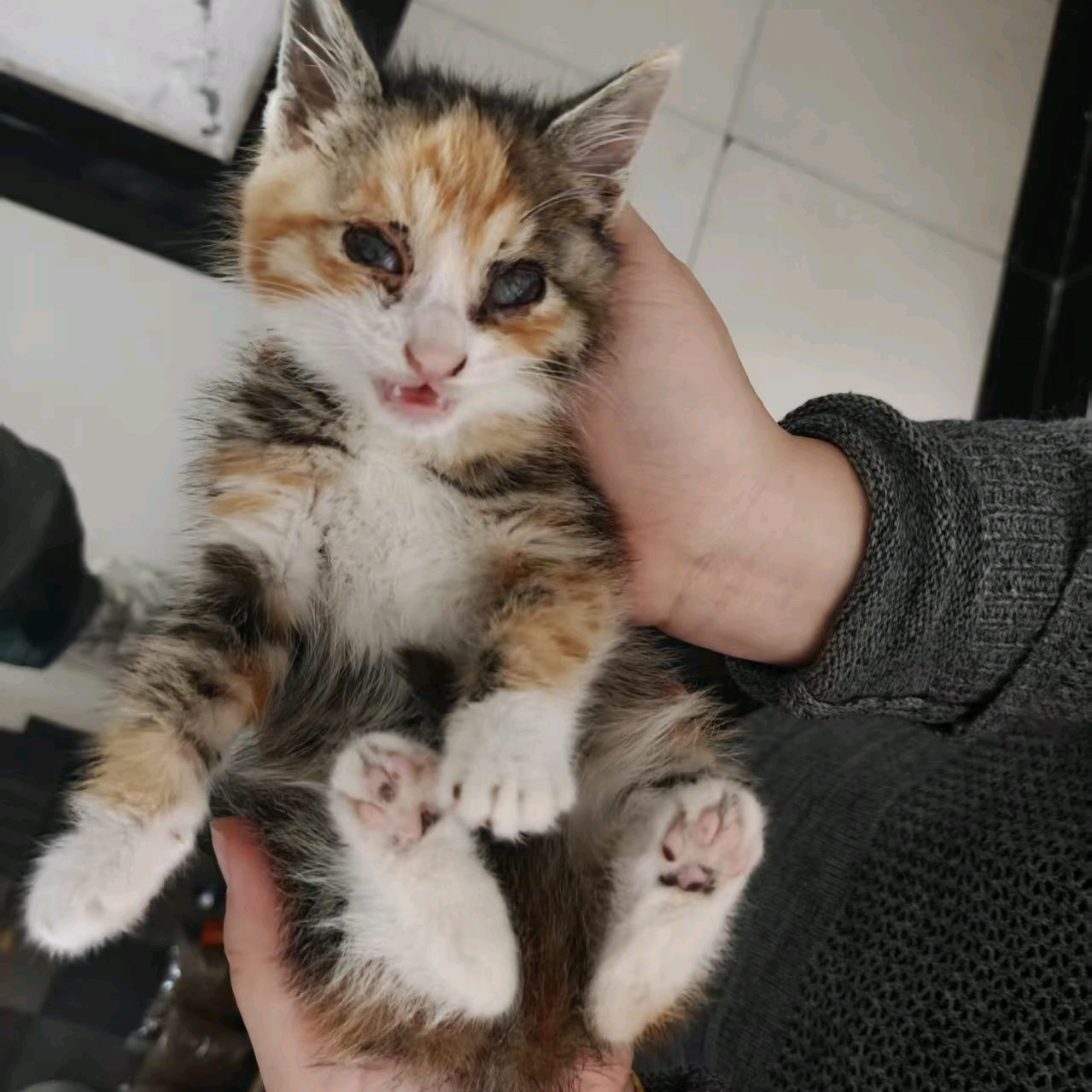 天津宠物猫狗救助群 群聊头像