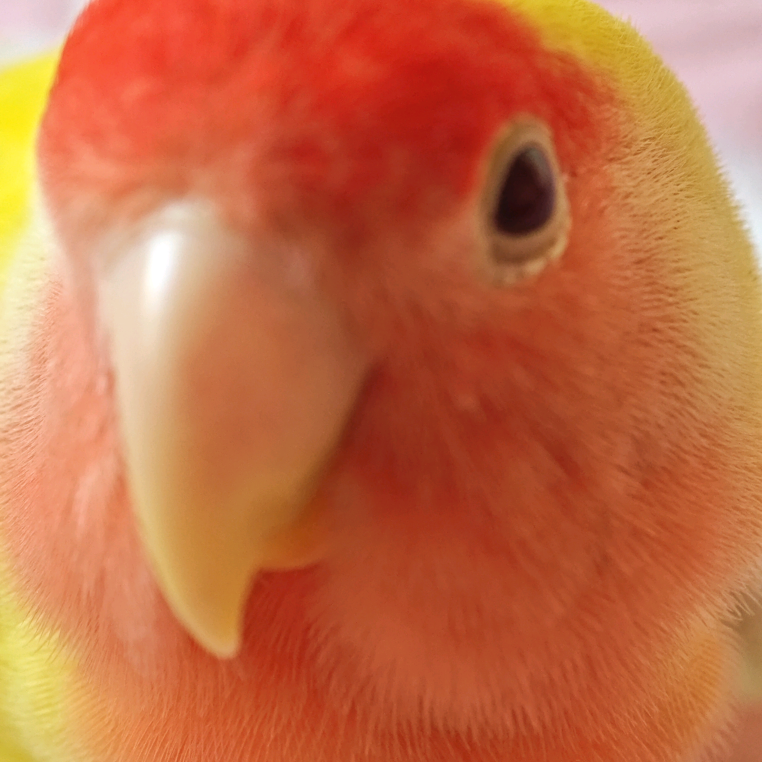 爱鸟人士群🦜 群聊头像