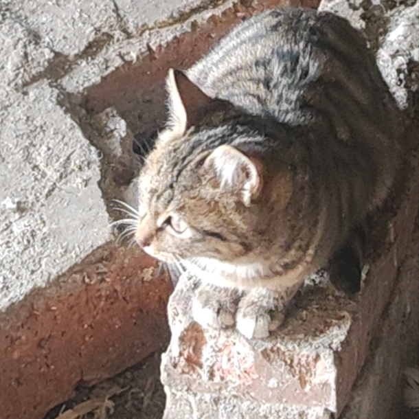 猫咪救助群 群聊头像