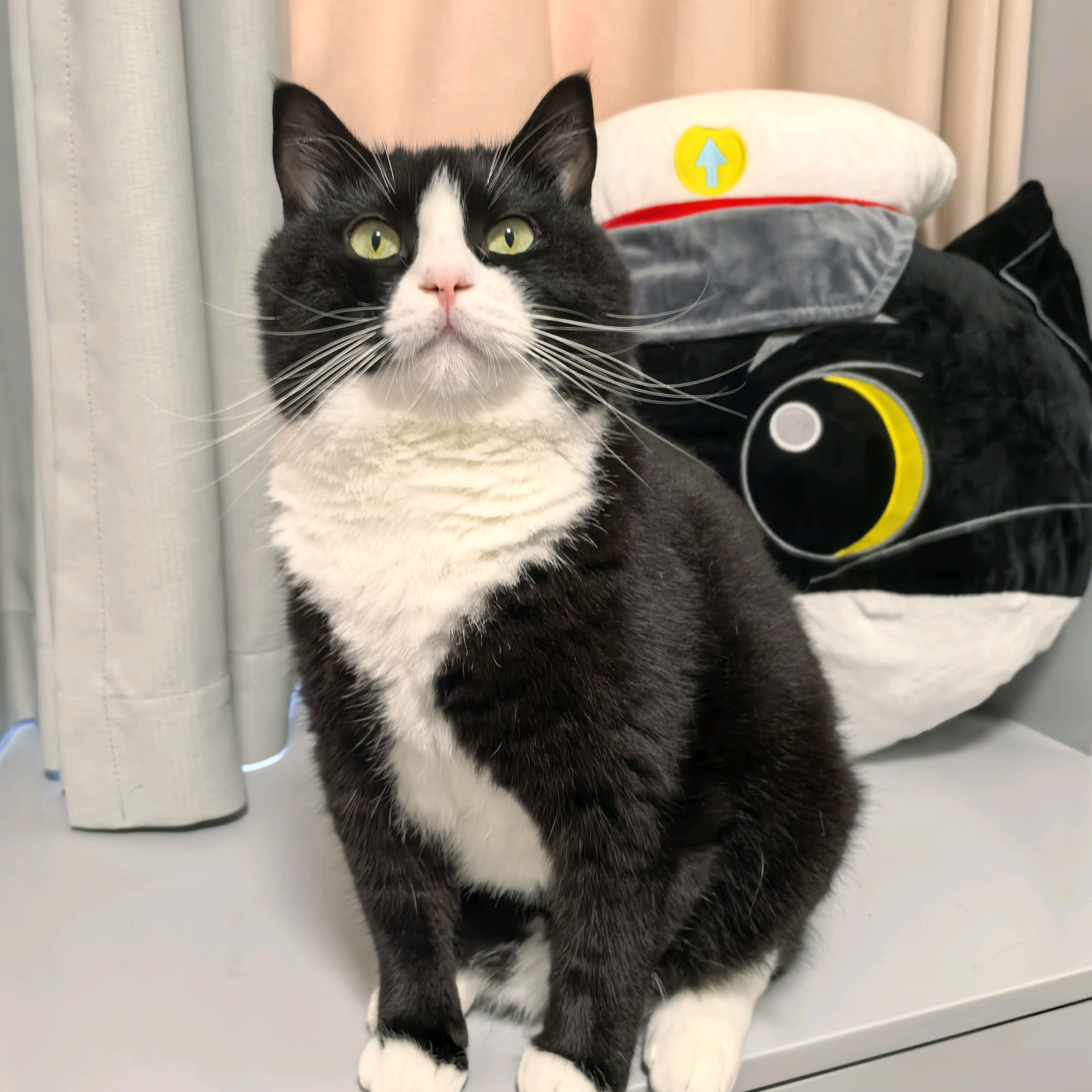养猫经验交流2群 群聊头像