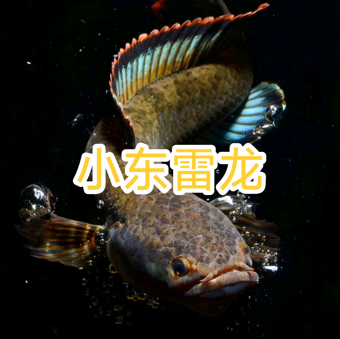 小东雷龙饲养，询问，探讨 群聊头像