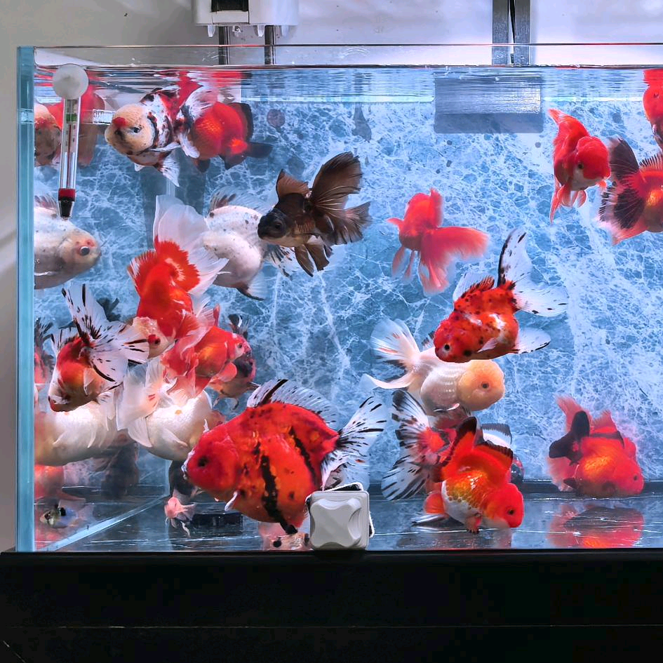 鱼友🐟交流🐟经验🐟 群聊头像