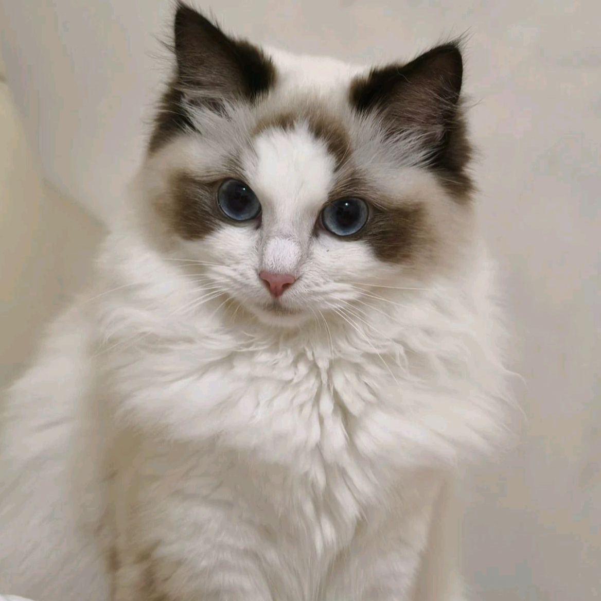 猫猫群 群聊头像