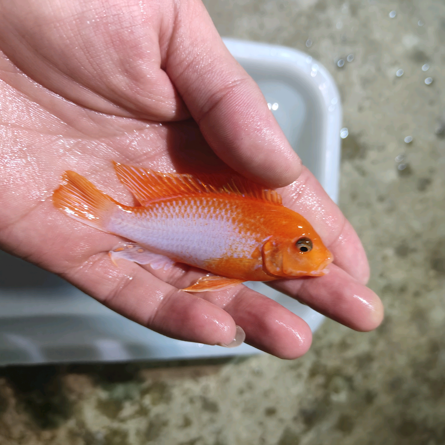 金鳞三湖福利群 群聊头像