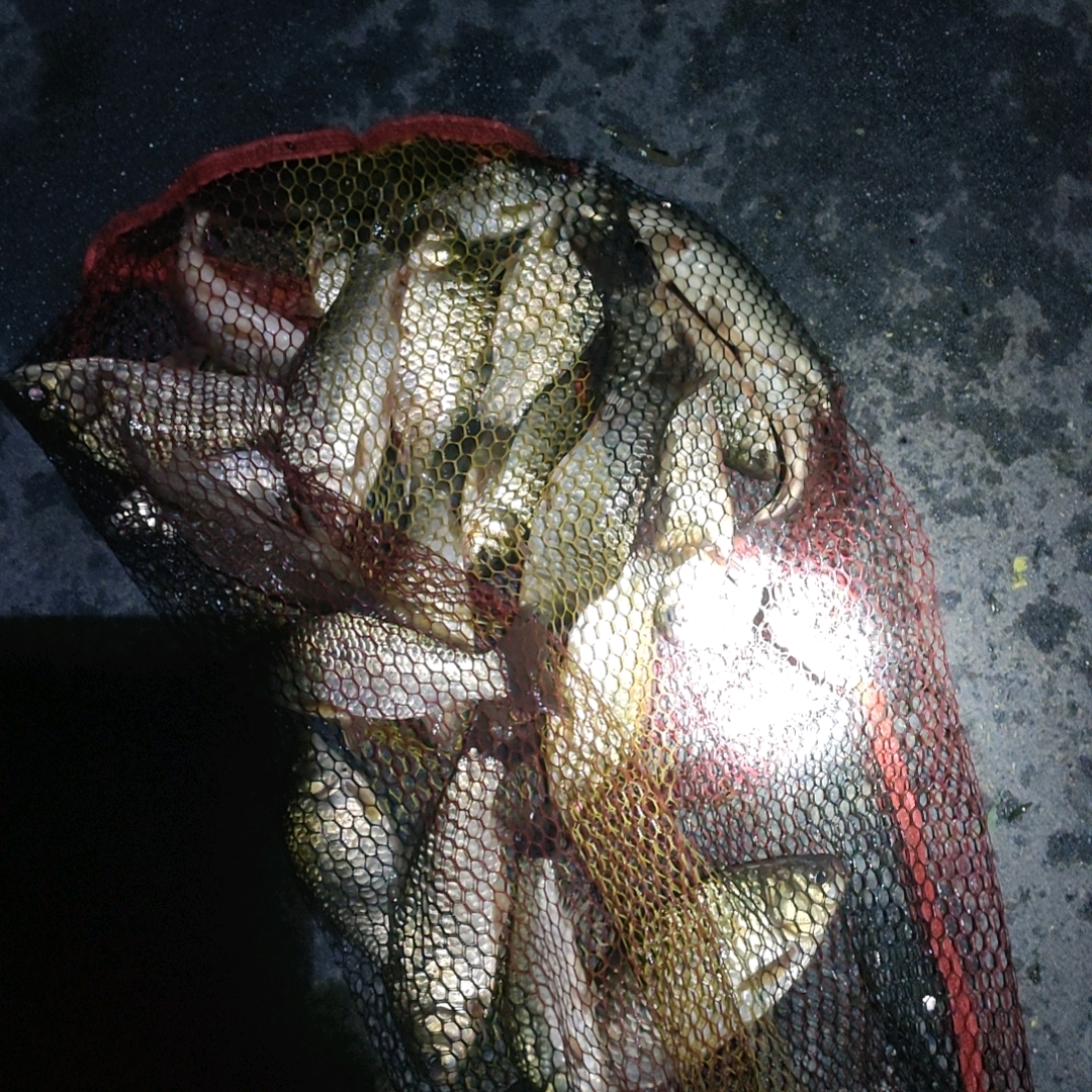 济南钓鱼资源共享交友群 群聊头像